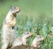 Photograph of prairie dogs.